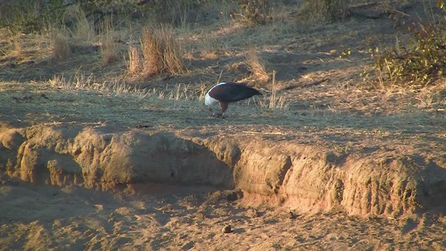 African Fish-Eagle - ML637964537