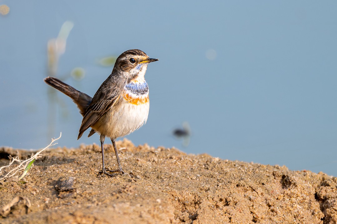 Bluethroat - ML637964550