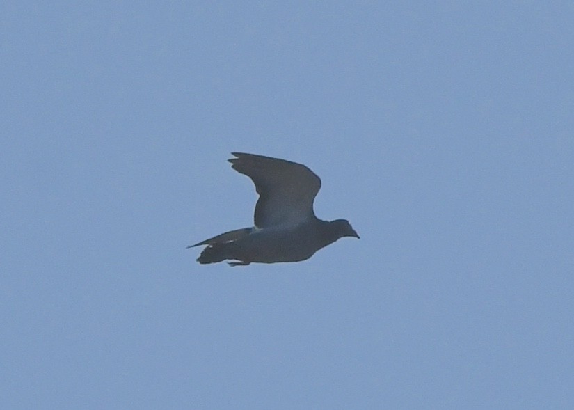 Rock Pigeon (Feral Pigeon) - ML637964564