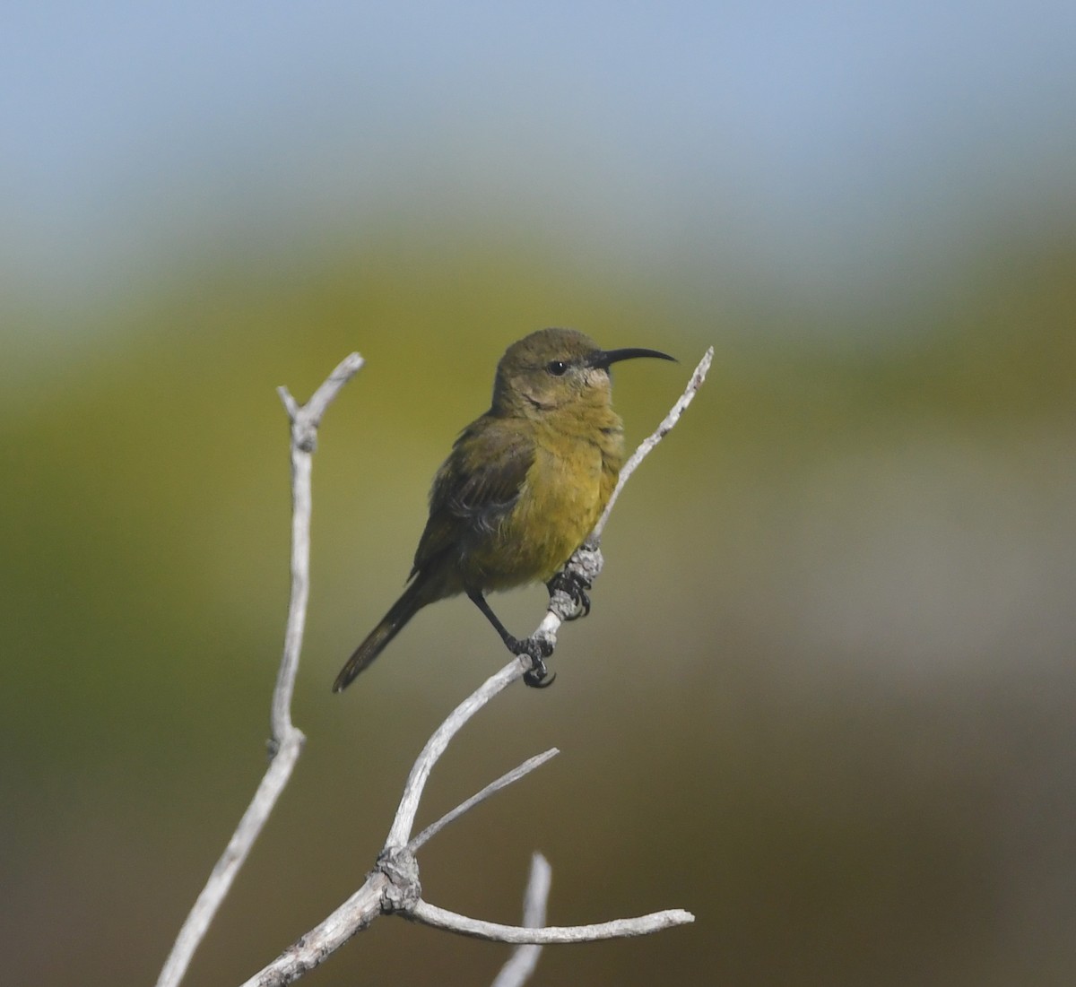 Orange-breasted Sunbird - ML637964597