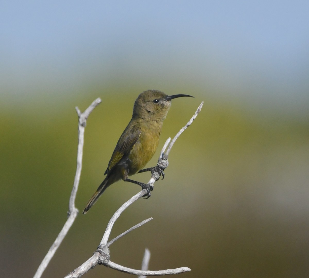 Orange-breasted Sunbird - ML637964602