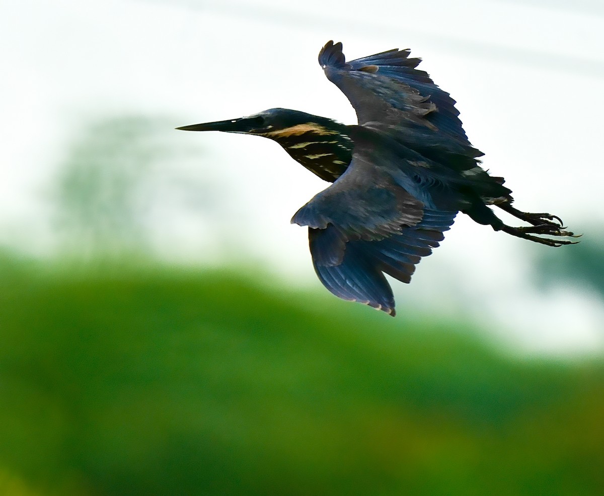 Black Bittern - ML637964608