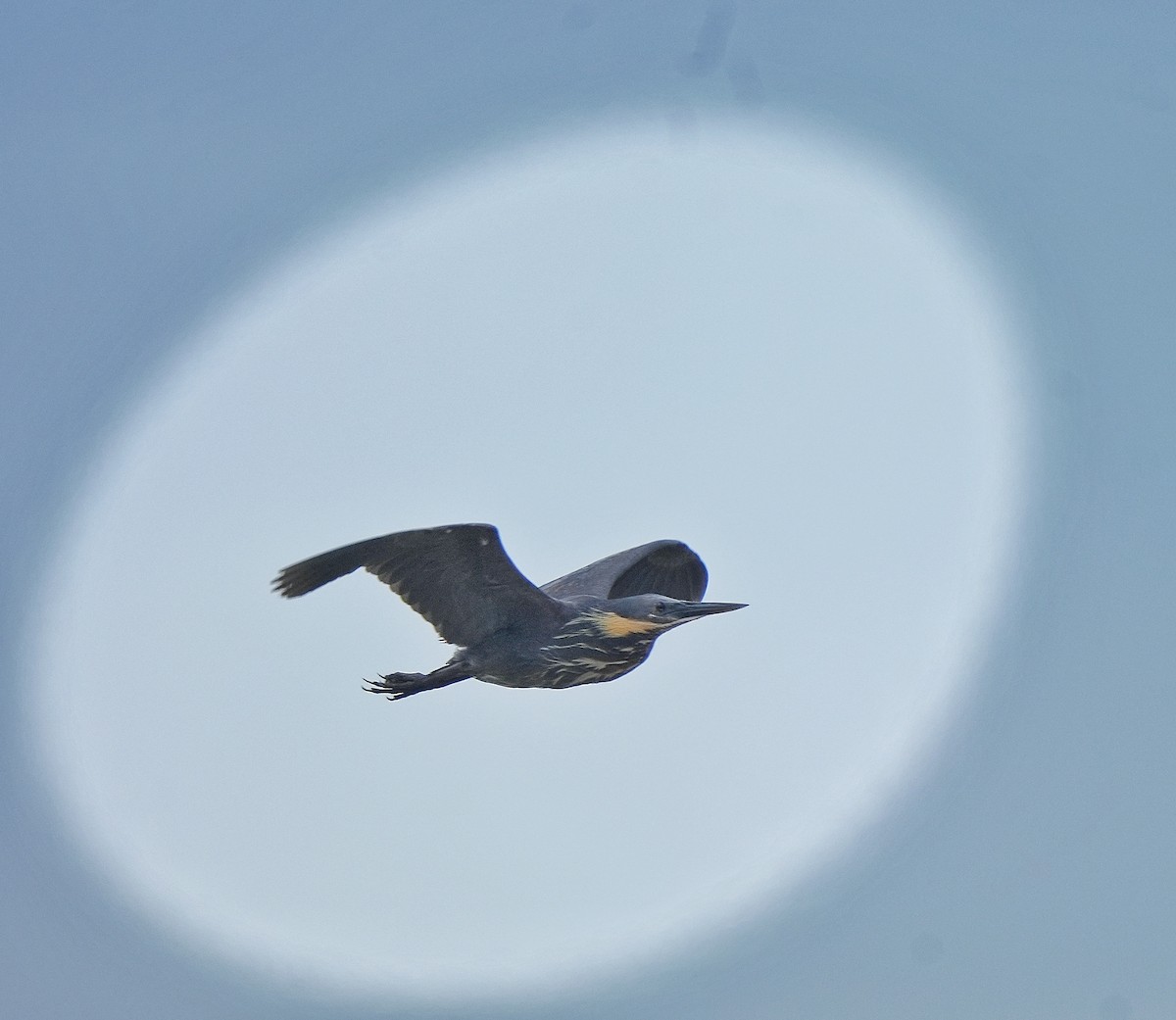 Black Bittern - ML637964609