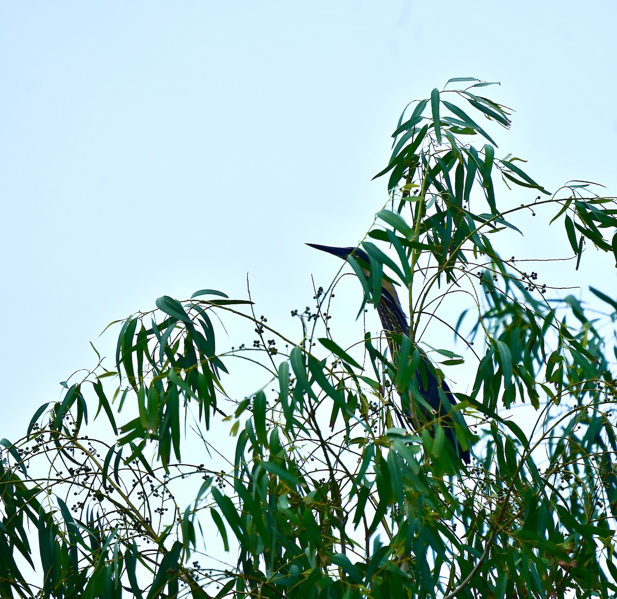 Black Bittern - ML637964614