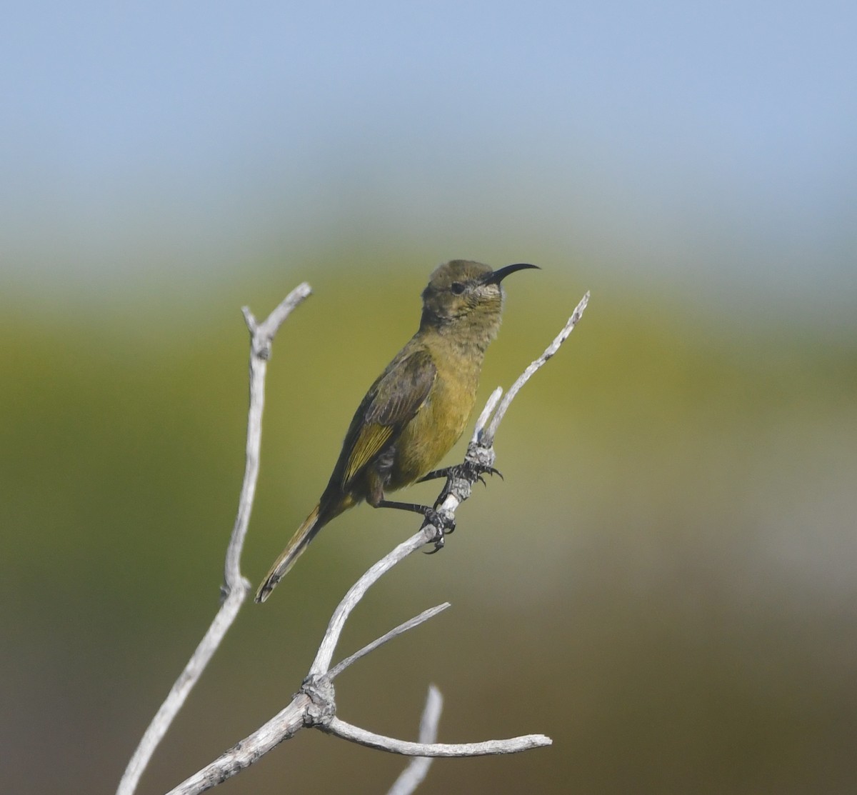Orange-breasted Sunbird - ML637964621