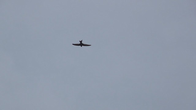 Plain Swift - ML637964629
