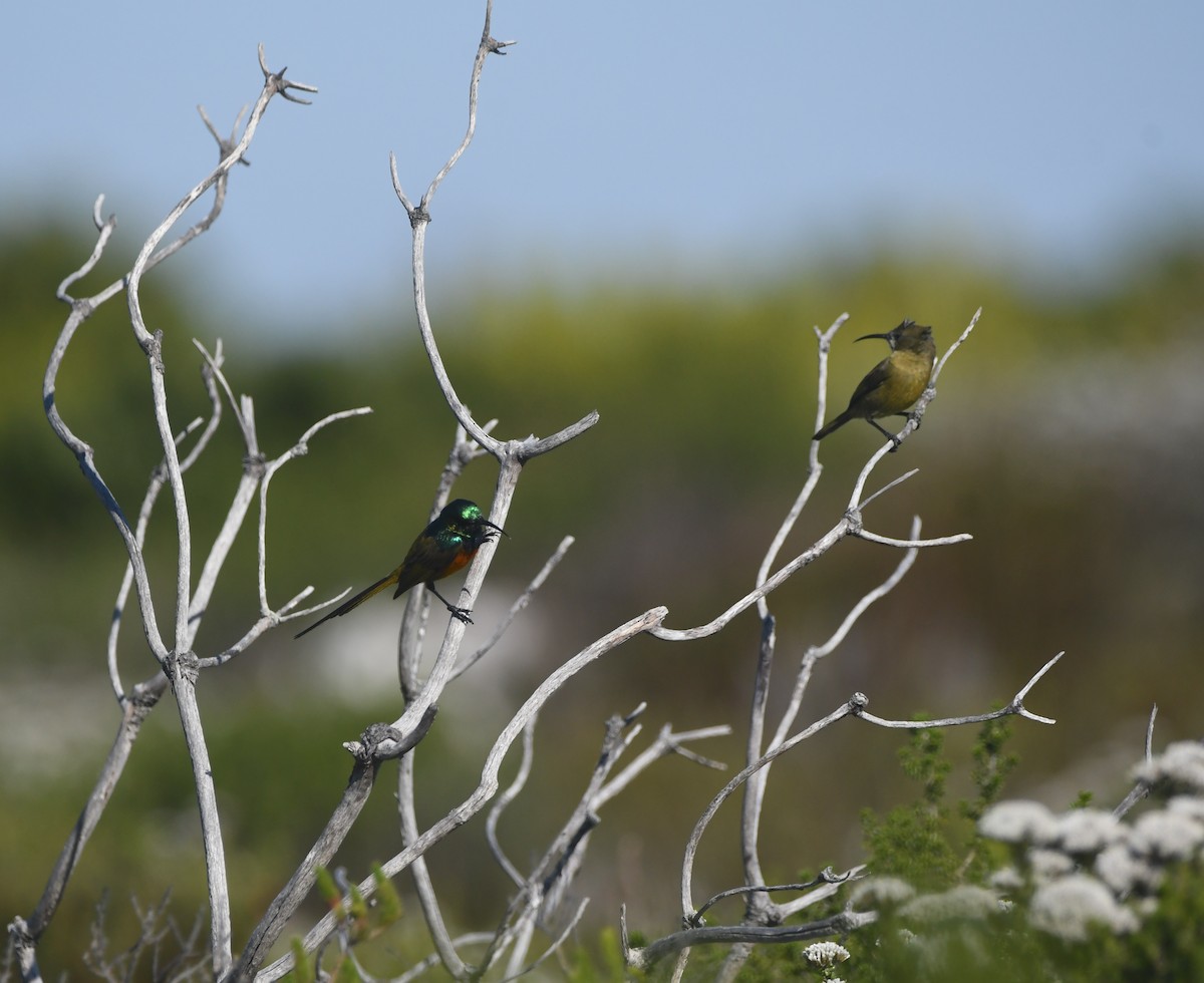 Orange-breasted Sunbird - ML637964630