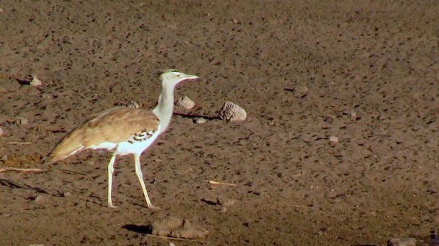 Kori Bustard - ML637964653