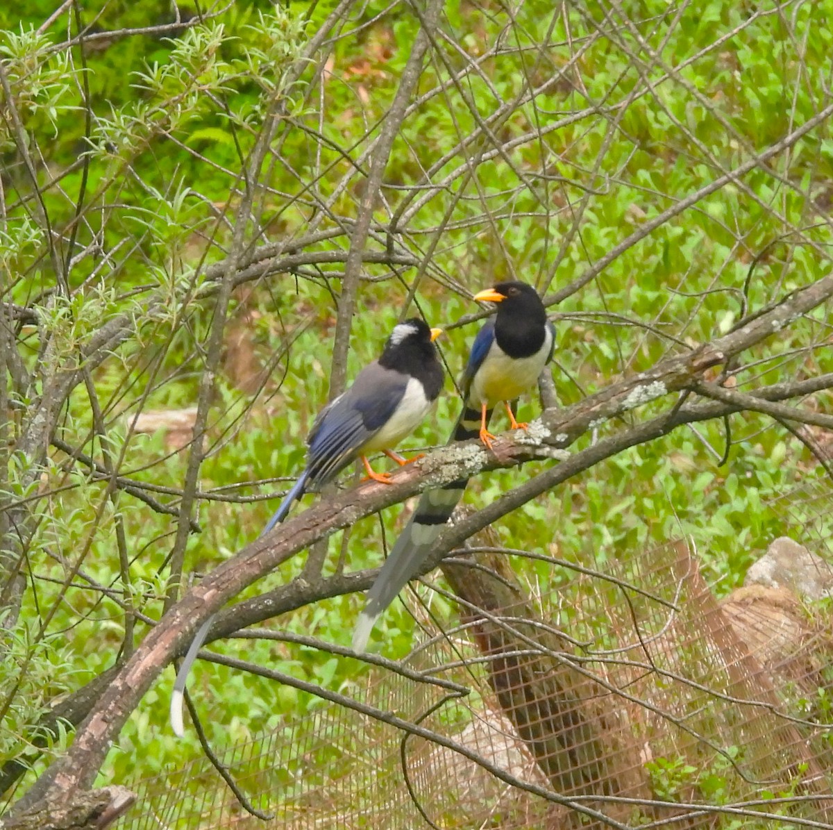Yellow-billed Blue-Magpie - ML637964667