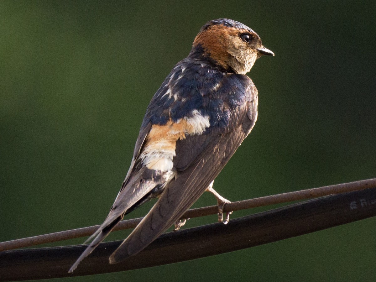 Eastern Red-rumped Swallow (Striated) - ML637964684