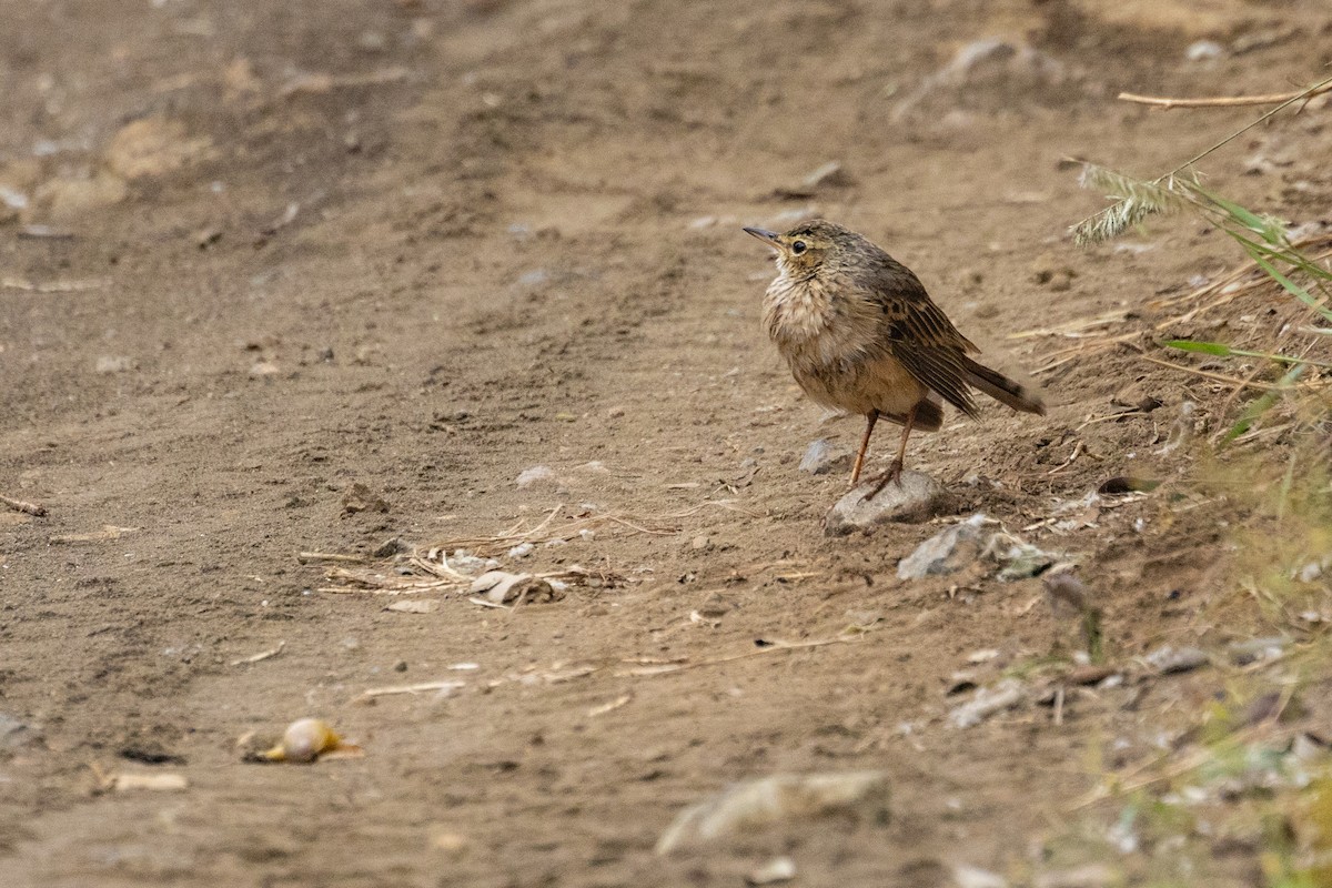 Long-billed Pipit - ML637964711