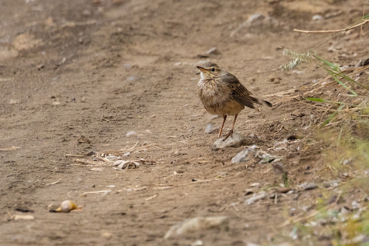 Long-billed Pipit - ML637964712