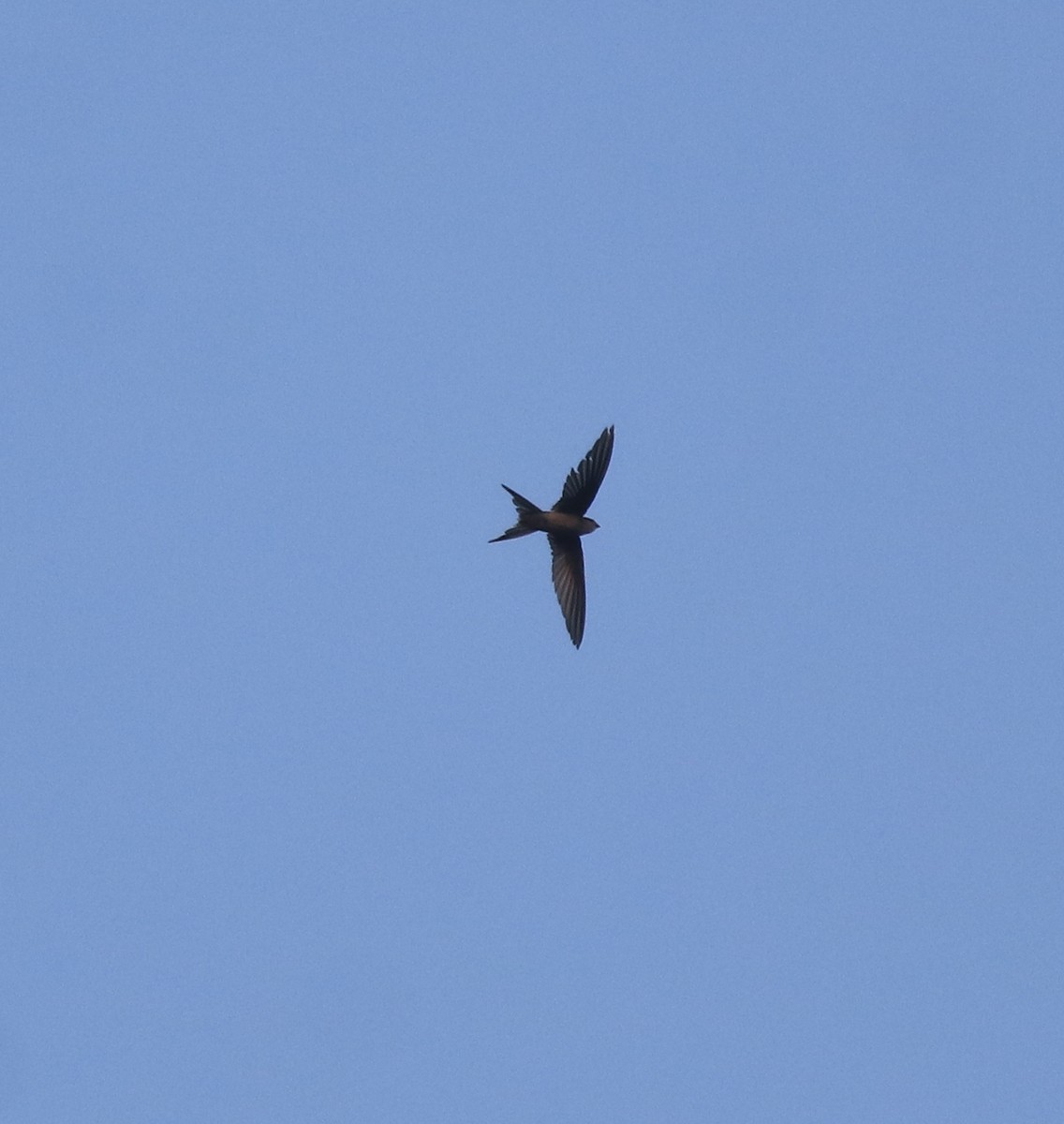 Asian Palm Swift - ML637964826