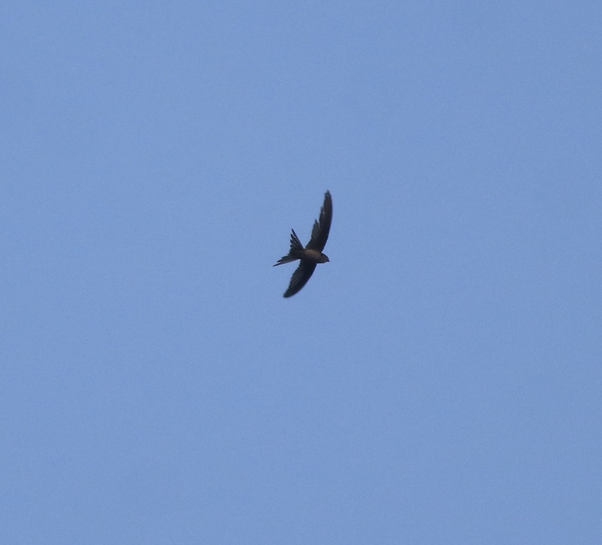 Asian Palm Swift - ML637964827