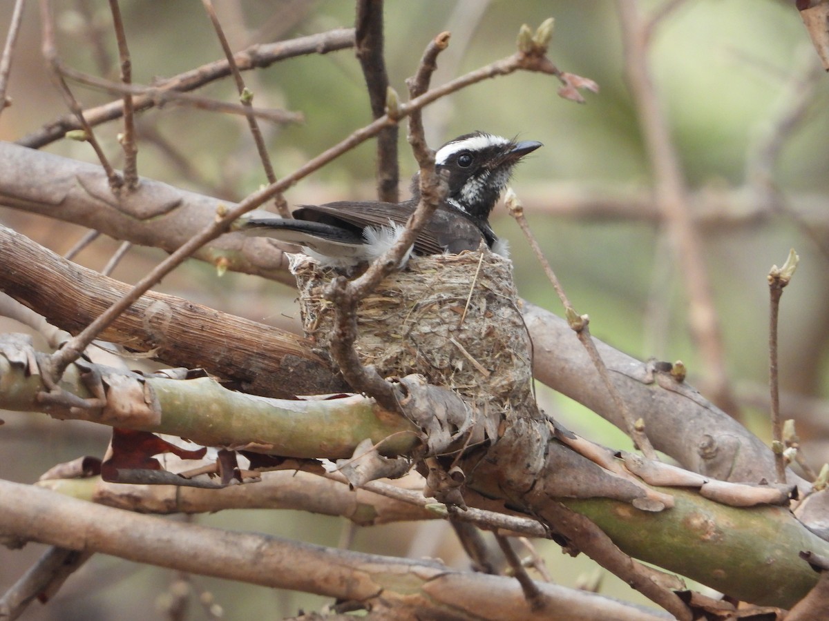 White-browed Fantail - ML637964833