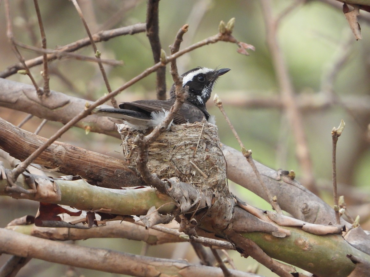 White-browed Fantail - ML637964834