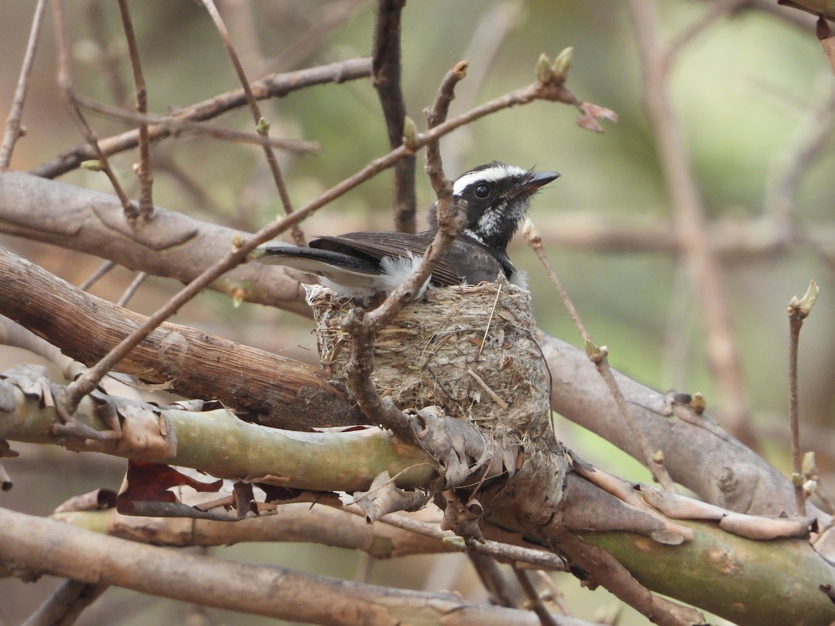 White-browed Fantail - ML637964835