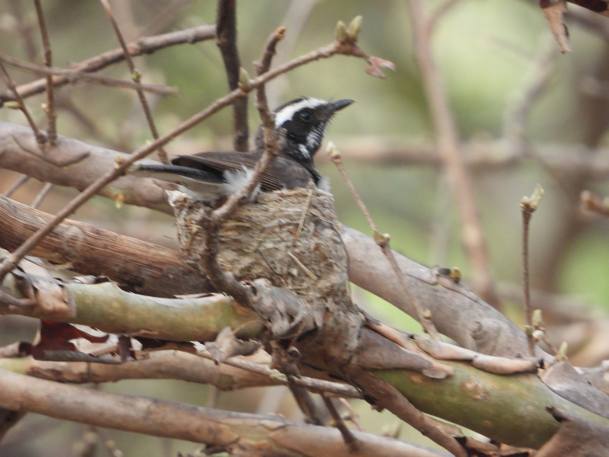 White-browed Fantail - ML637964836