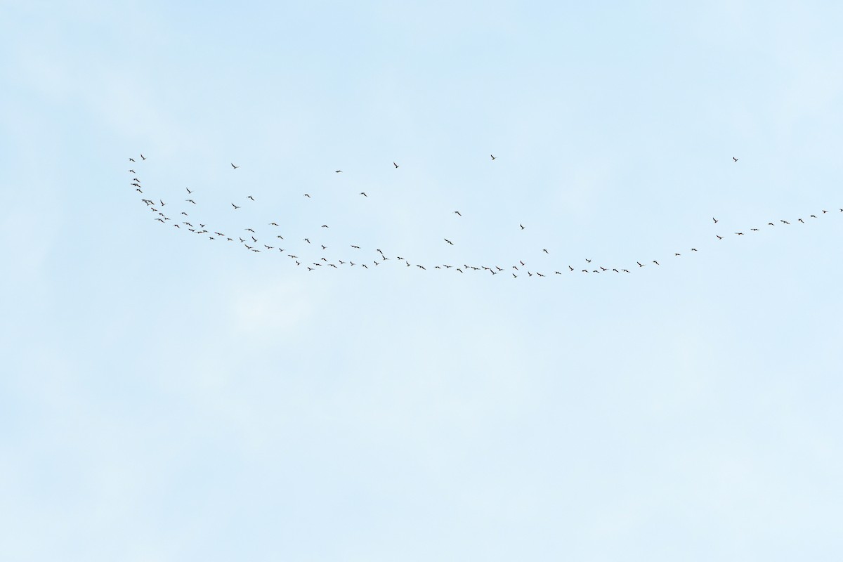 Whimbrel - ML637964838