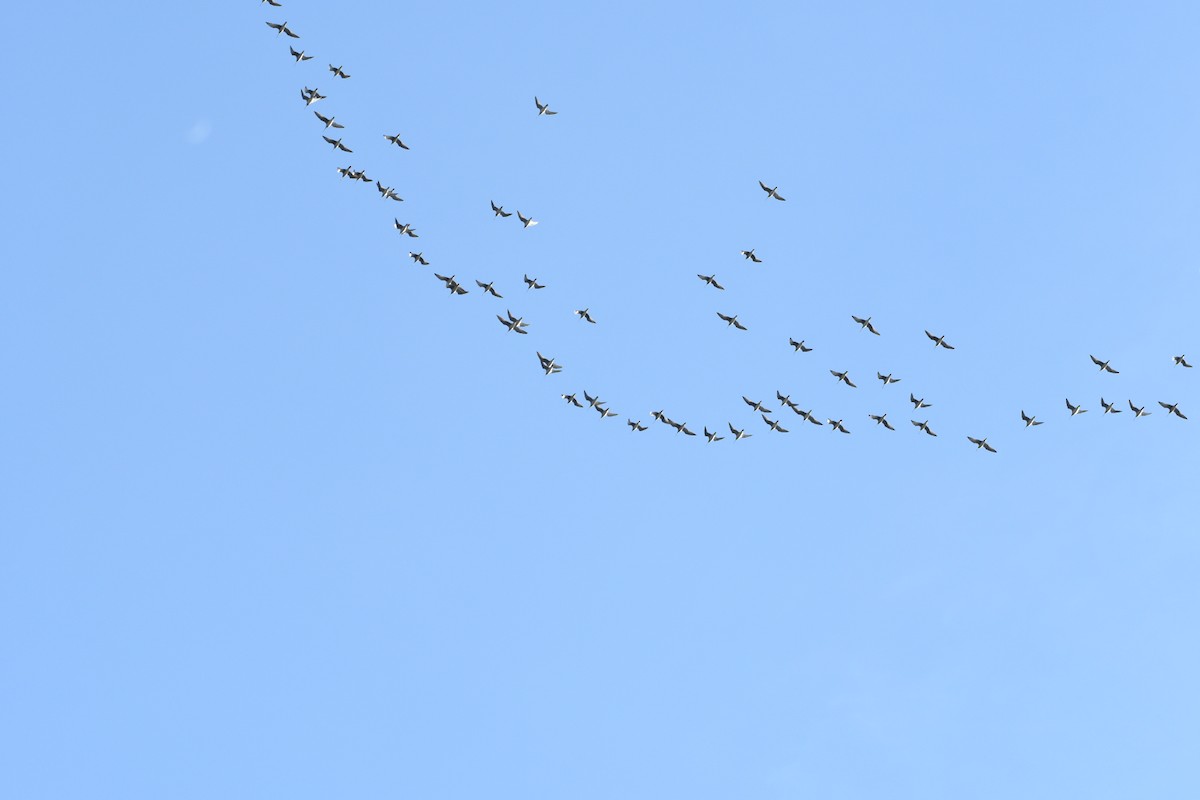 Whimbrel - ML637964839