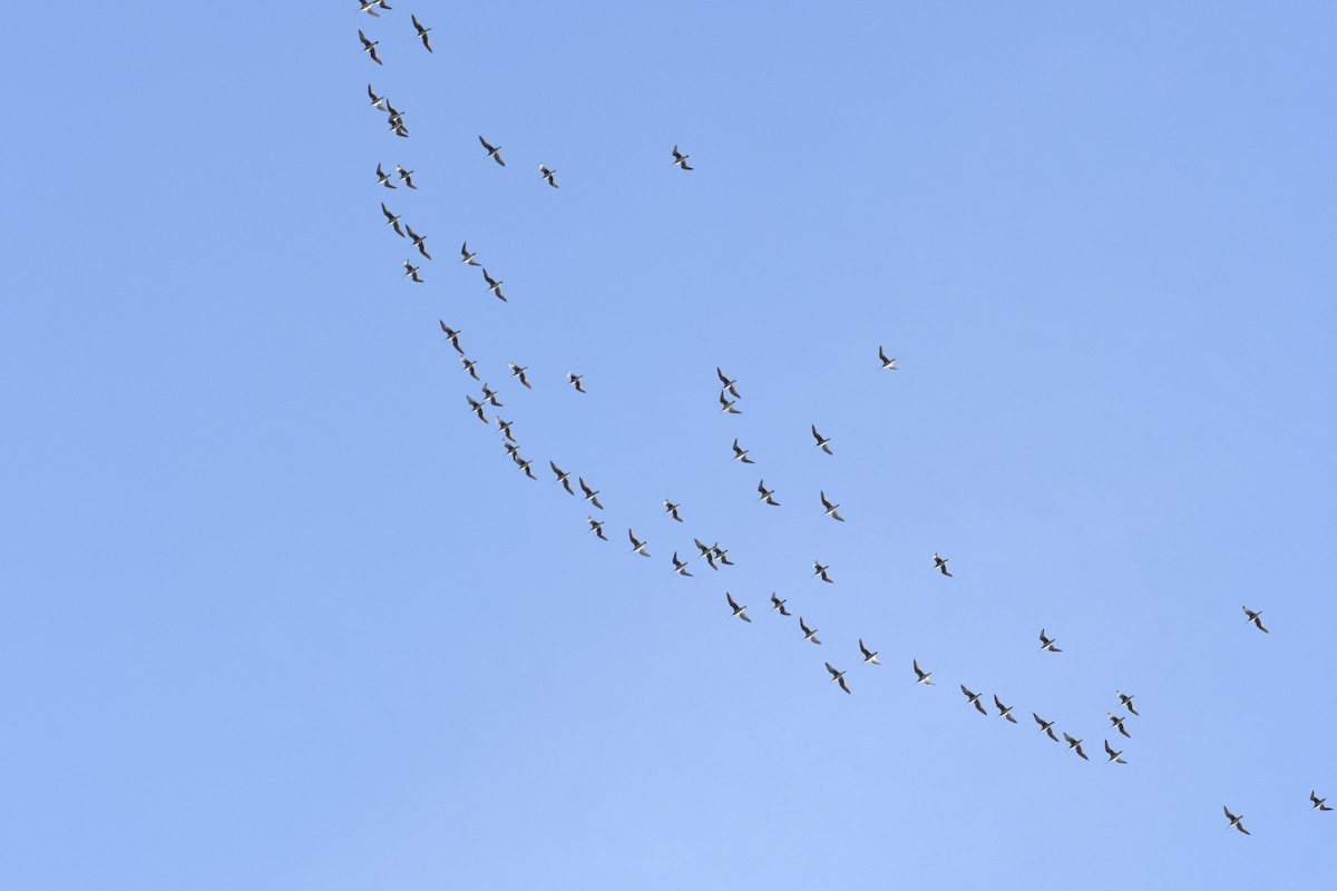 Whimbrel - ML637964840