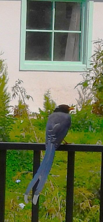Yellow-billed Blue-Magpie - ML637964854