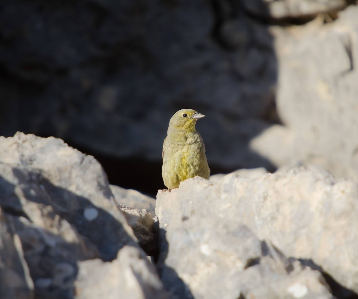 Cinereous Bunting (Yellow-bellied) - ML637964872