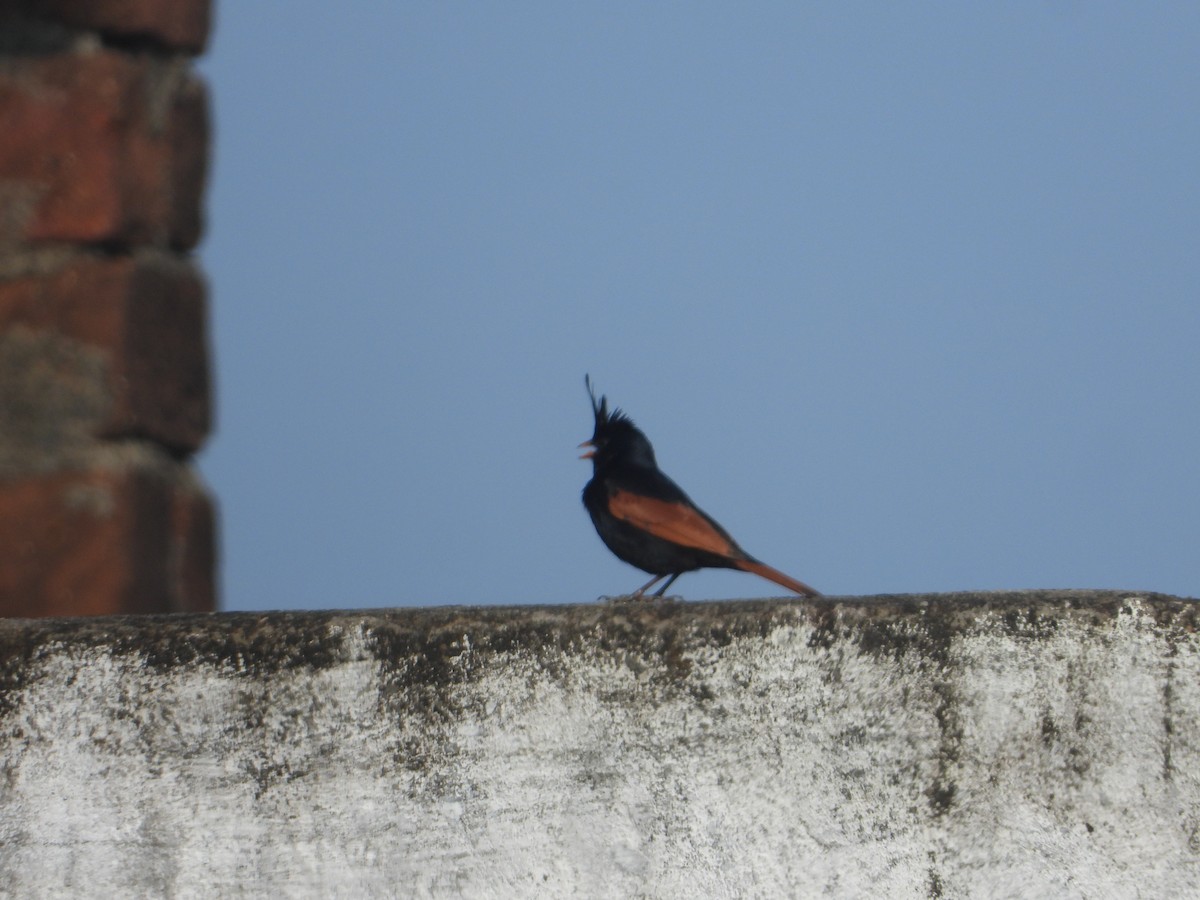 Crested Bunting - ML637964904