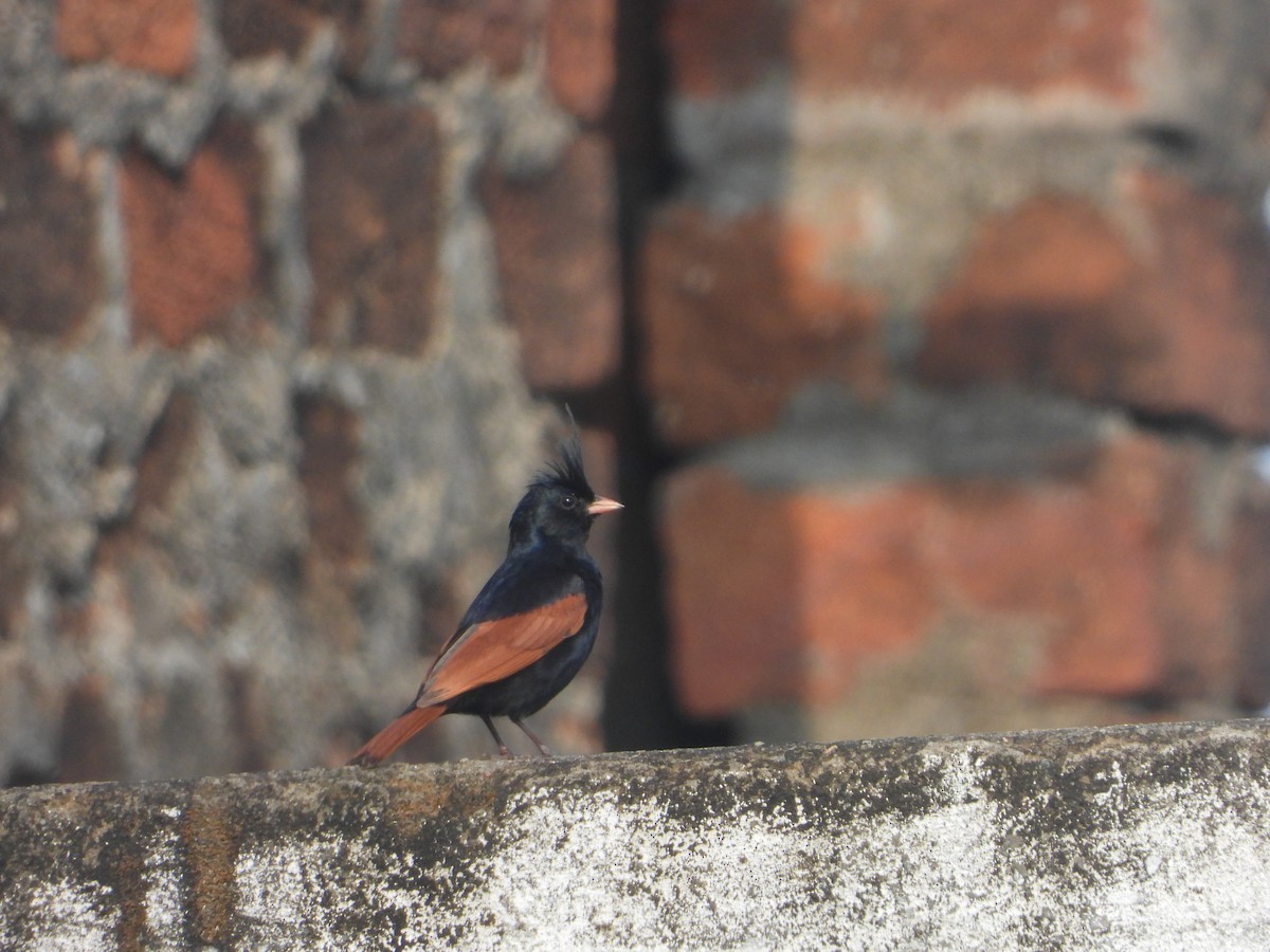 Crested Bunting - ML637964905