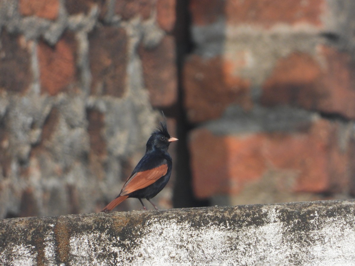 Crested Bunting - ML637964906