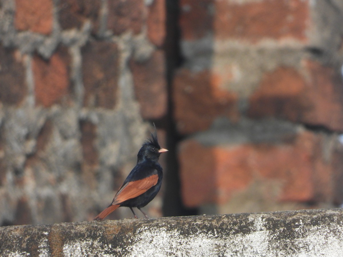Crested Bunting - ML637964907
