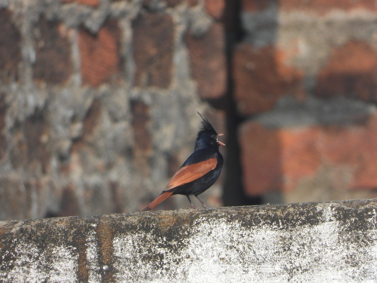 Crested Bunting - ML637964908