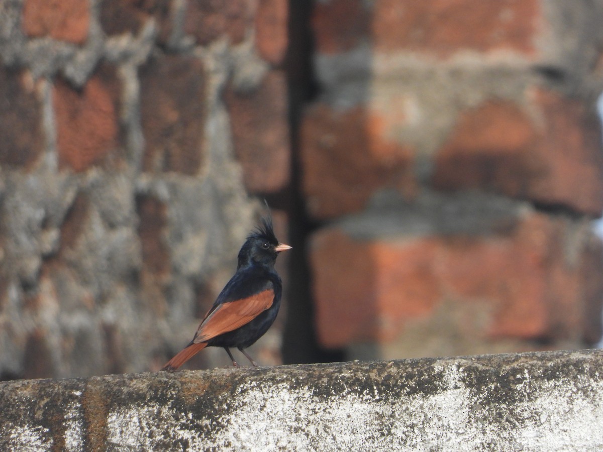 Crested Bunting - ML637964909