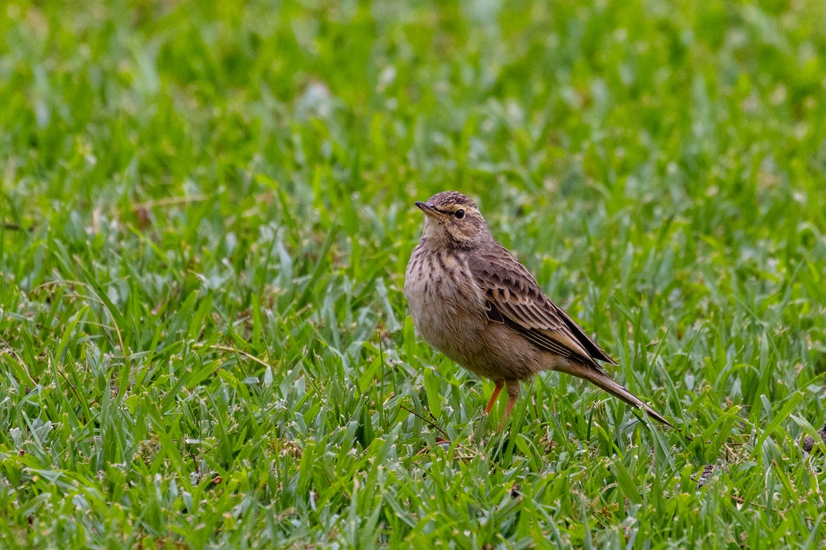 Long-billed Pipit - ML637964941
