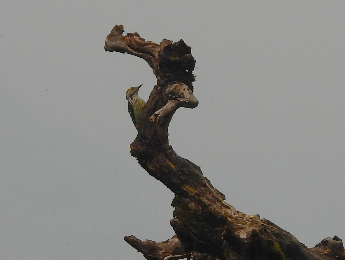 Brown-fronted Woodpecker - ML637964951