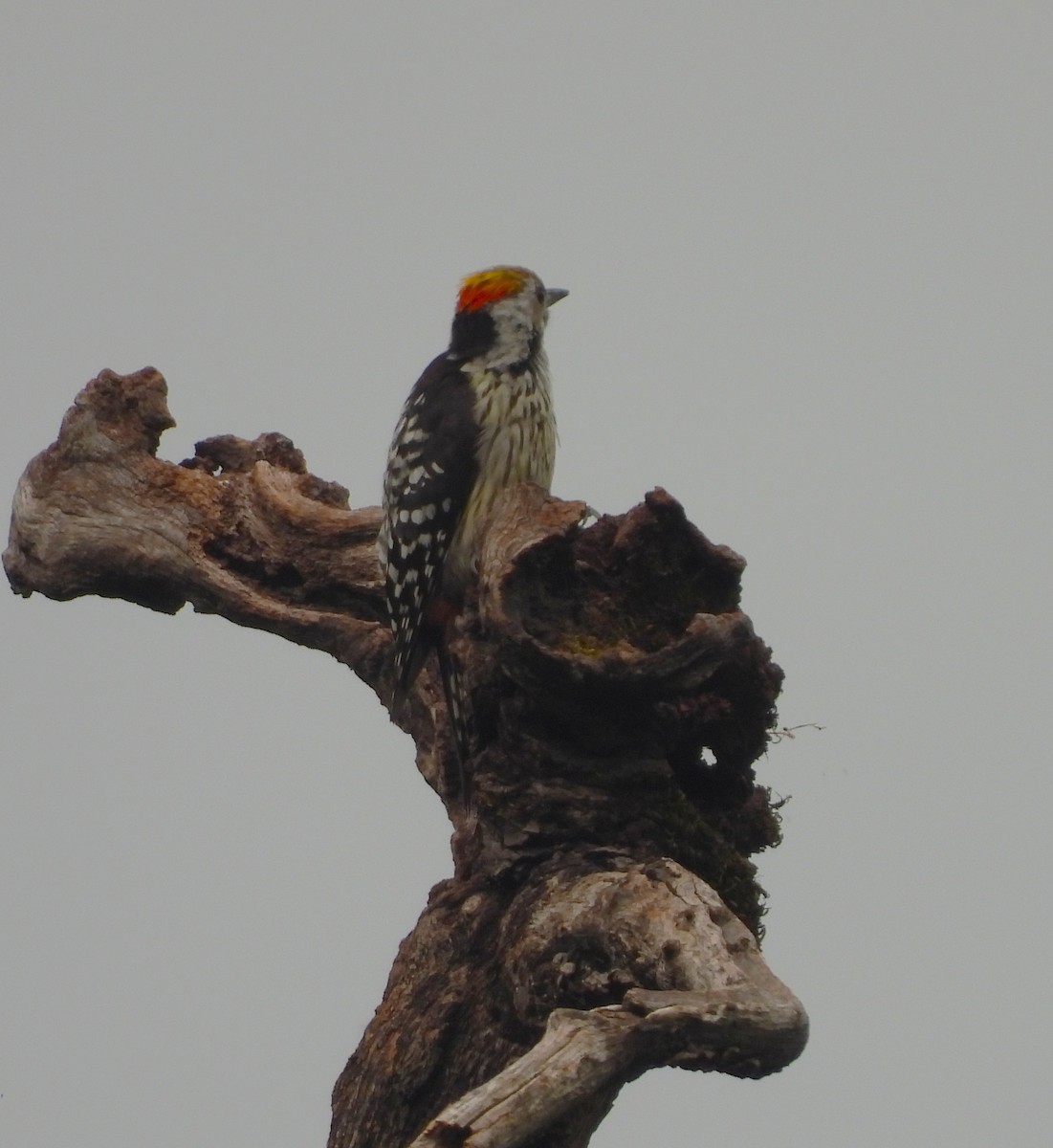 Brown-fronted Woodpecker - ML637964952