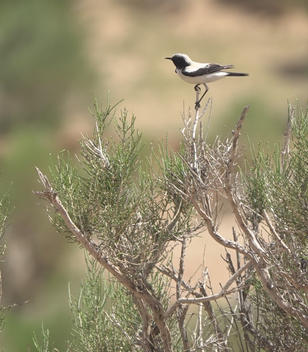 Desert Wheatear - ML637964981
