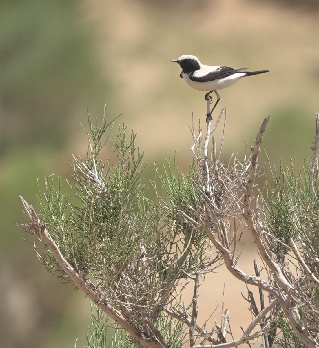 Desert Wheatear - ML637964982