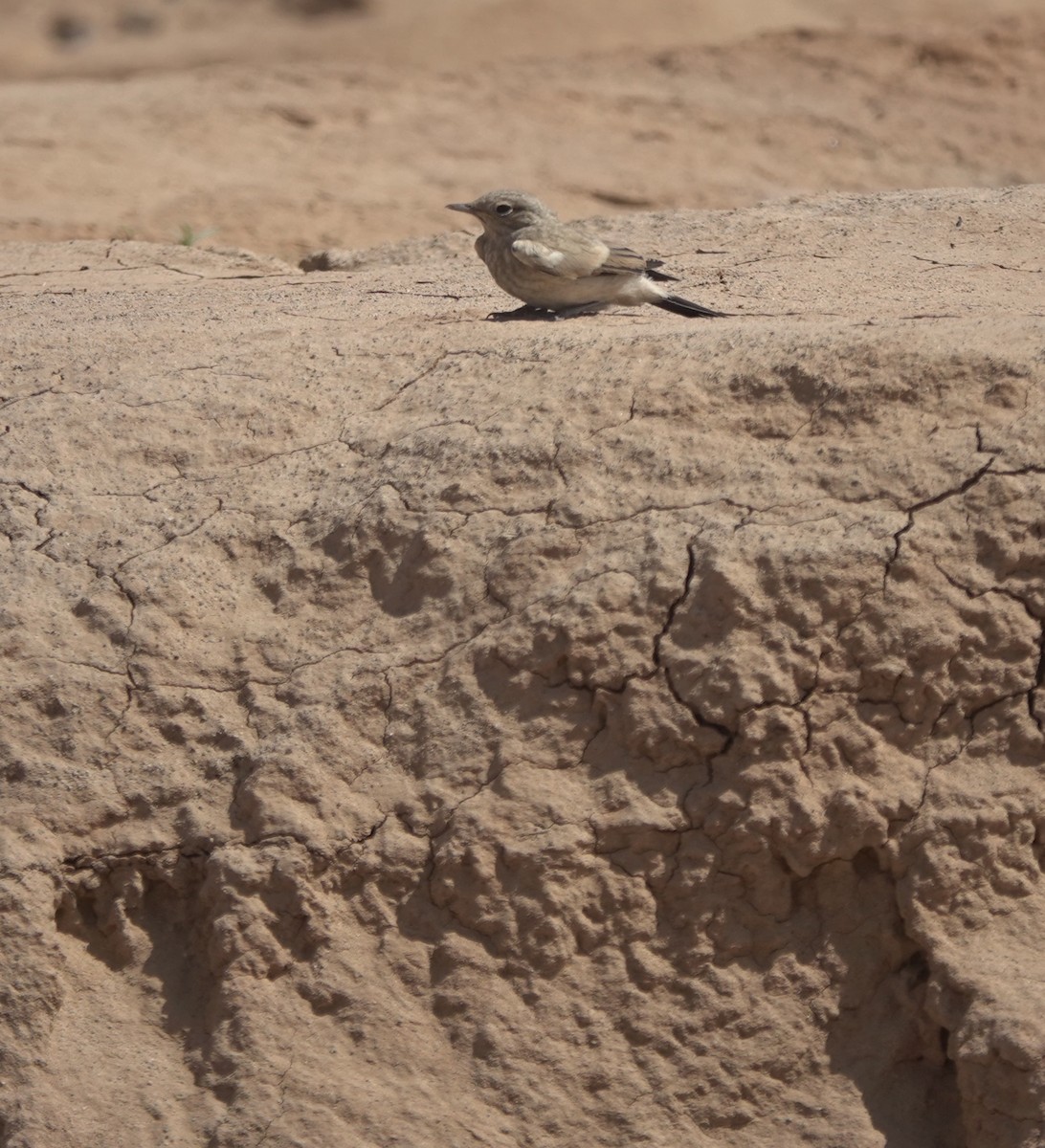 Desert Wheatear - ML637964983