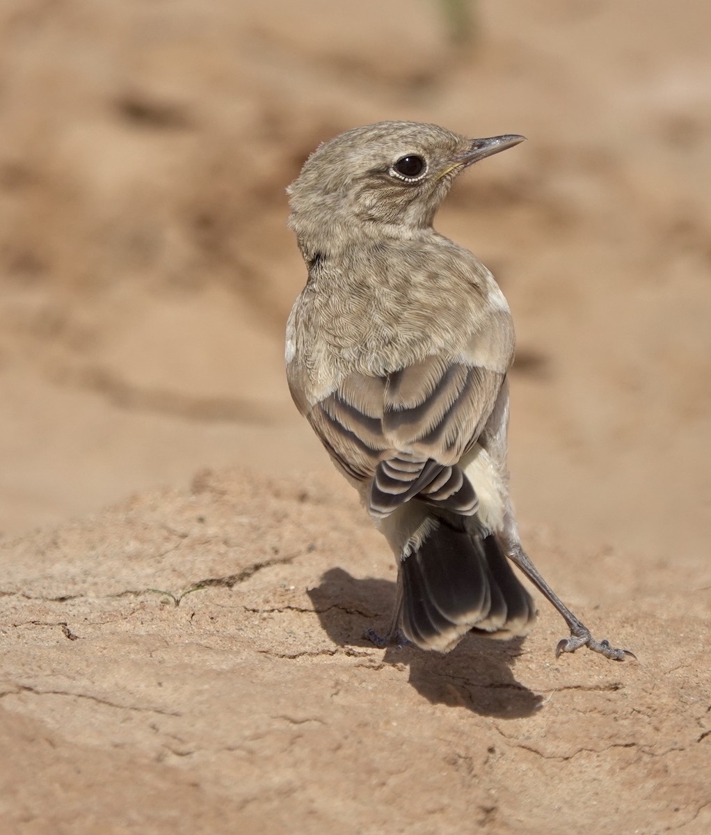 Desert Wheatear - ML637964984