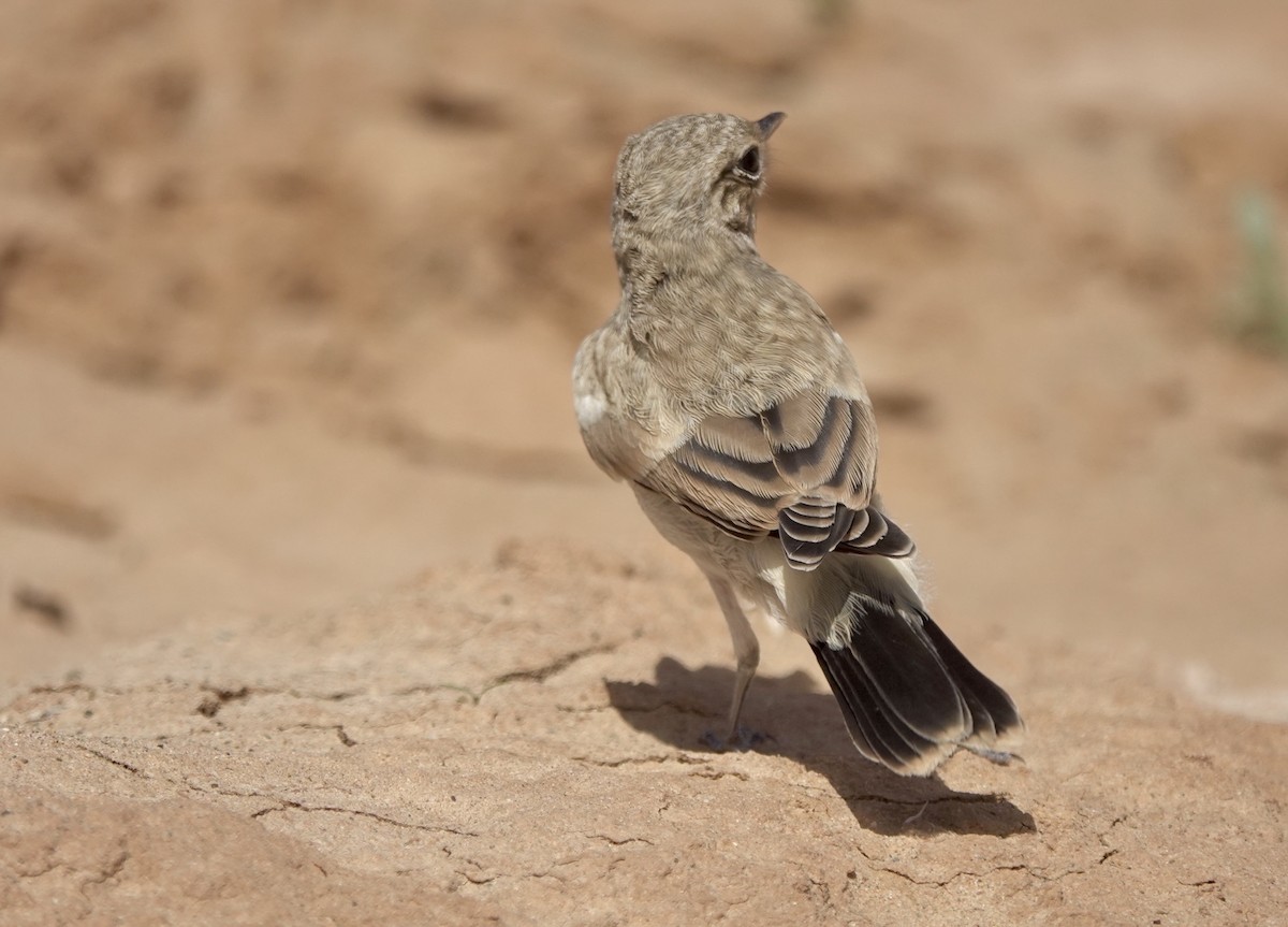 Desert Wheatear - ML637964985