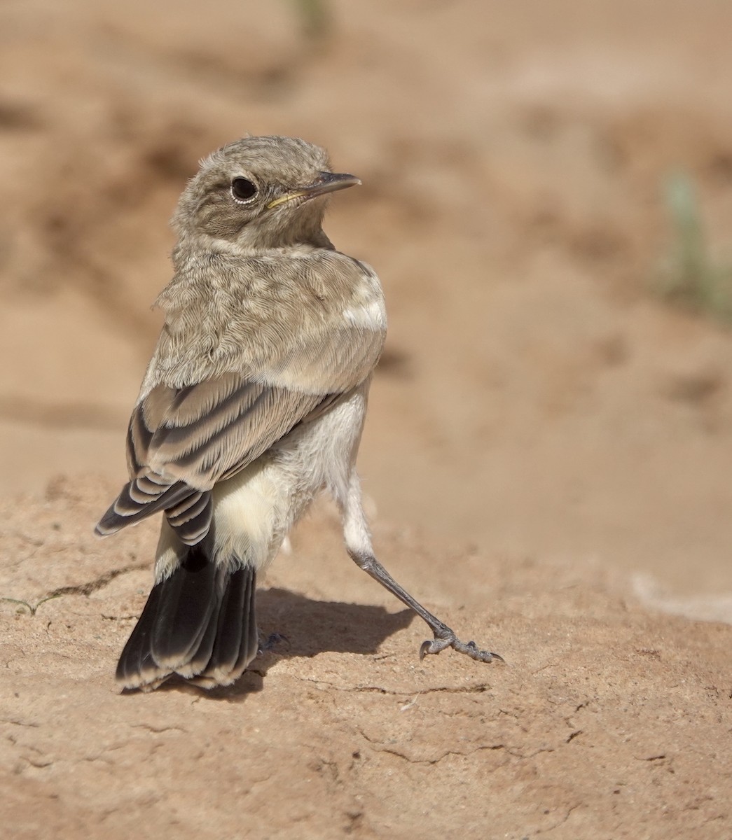 Desert Wheatear - ML637964986