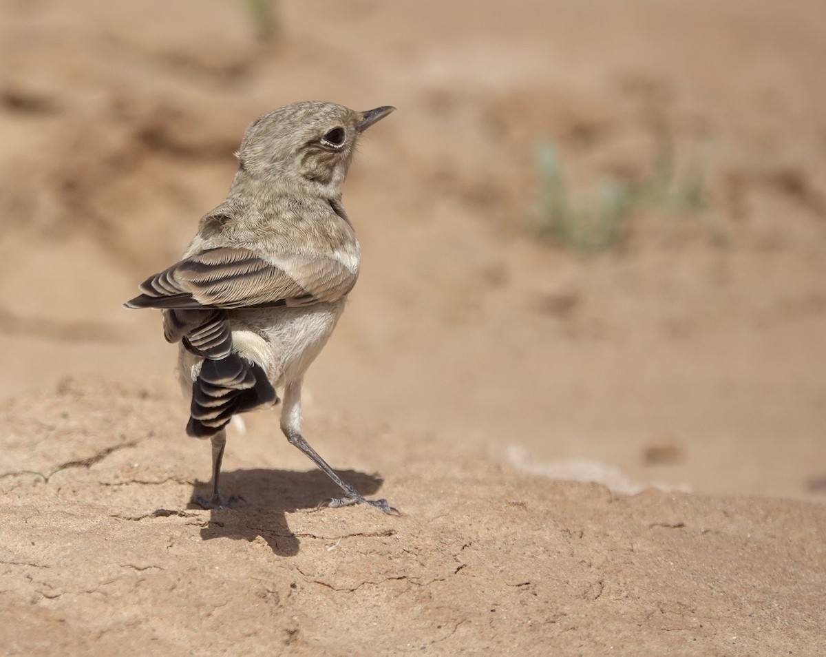 Desert Wheatear - ML637964987