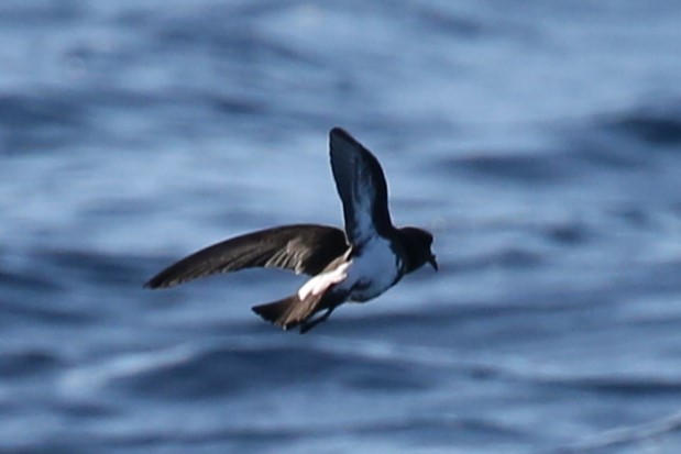 Black-bellied Storm-Petrel - ML637964988