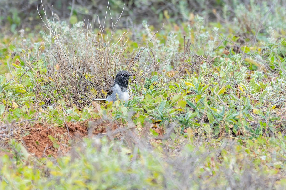 Hooded Robin - ML637965007