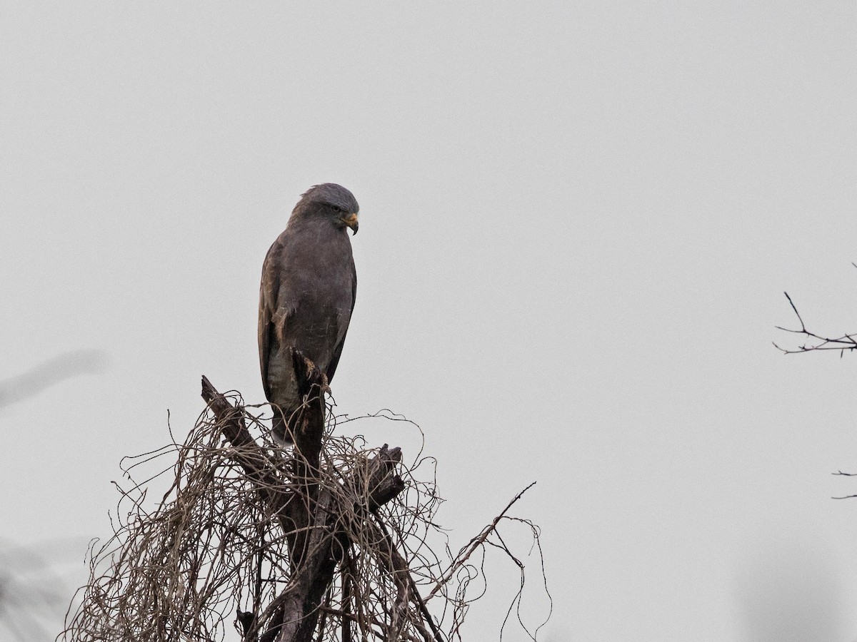 Western Banded Snake-Eagle - ML637965020
