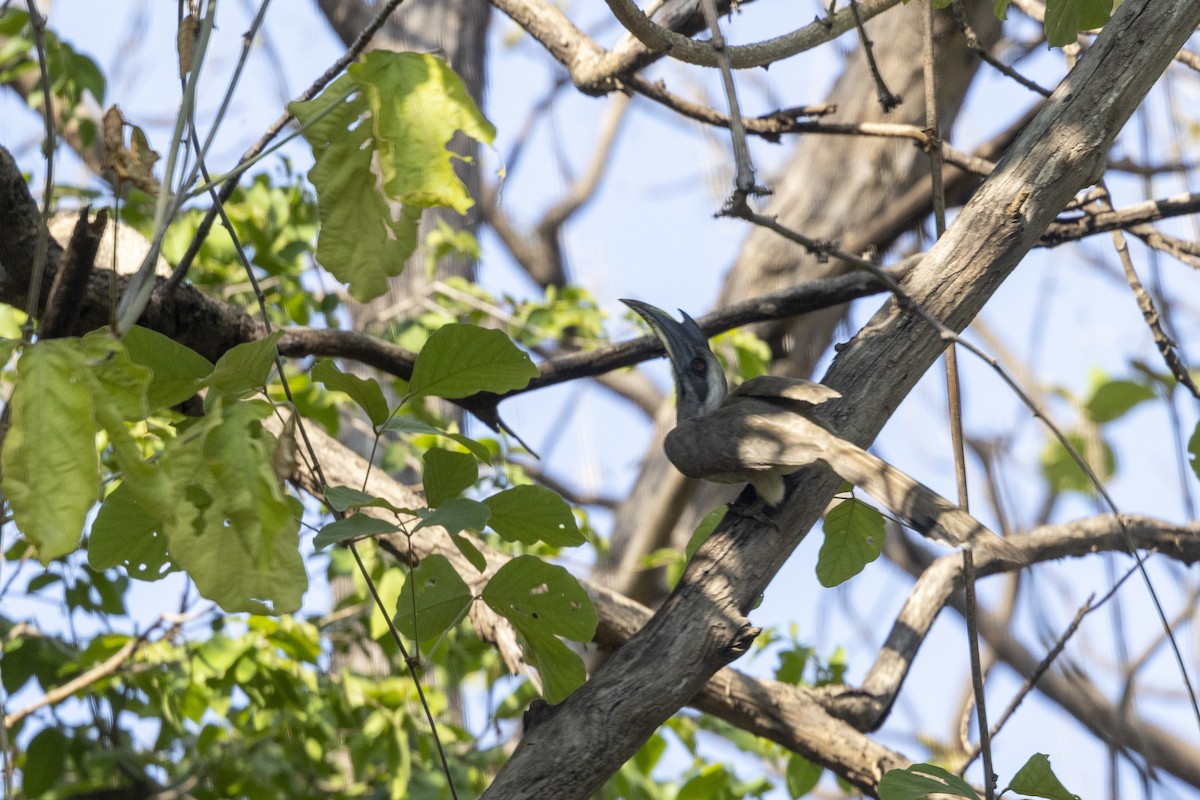 Indian Gray Hornbill - ML637965046
