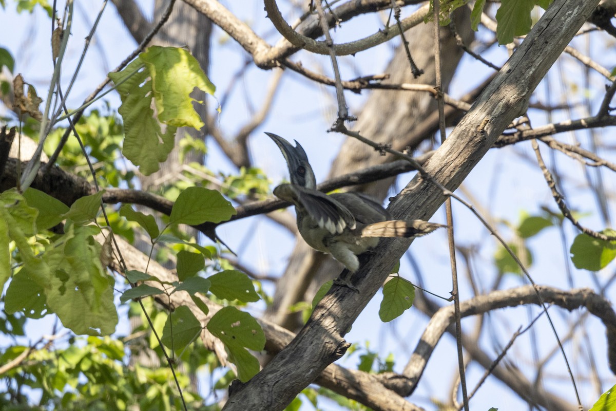 Indian Gray Hornbill - ML637965047
