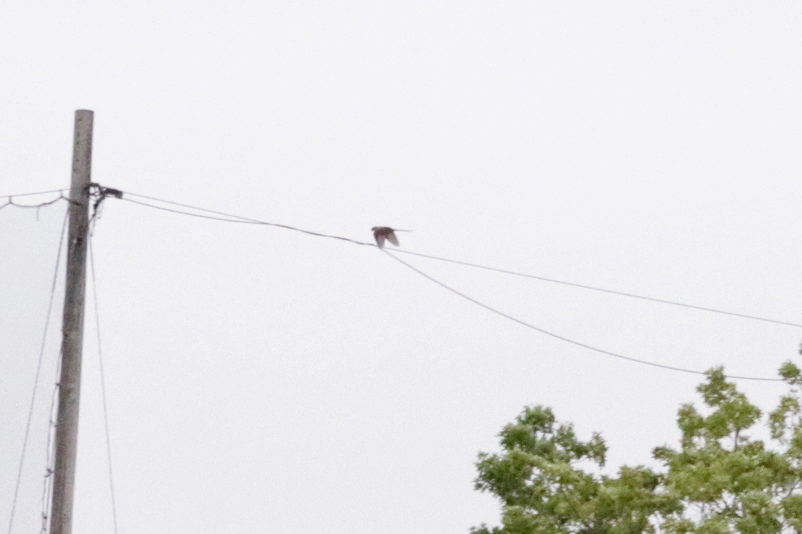 Fork-tailed Flycatcher - ML637965054