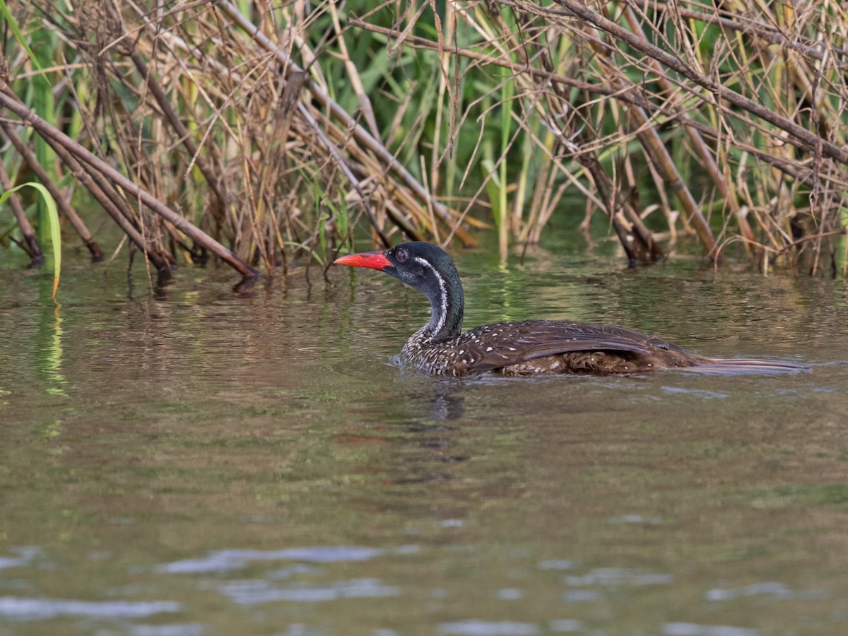 African Finfoot - ML637965070